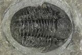 Detailed Gerastos Trilobite Fossil - Morocco #226612-2